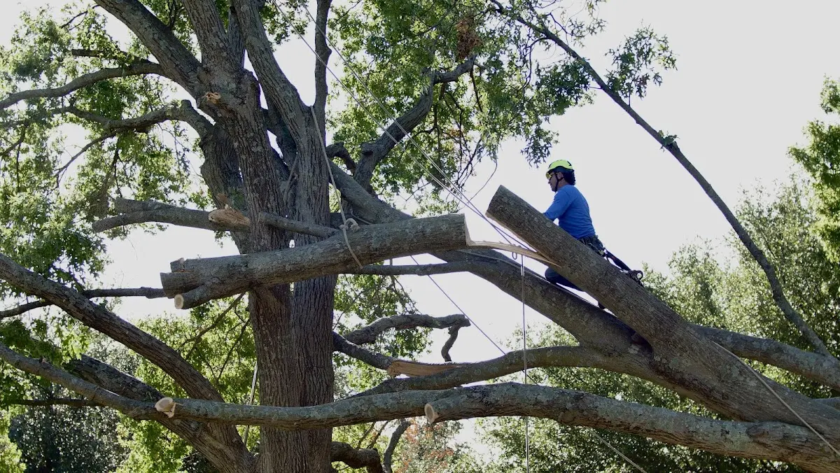Professional Crown Thinning performed by certified arborists in Gerald
